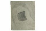Eurypterus (Sea Scorpion) Head - New York #369355-1